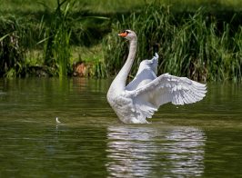 Swan 359931 1920